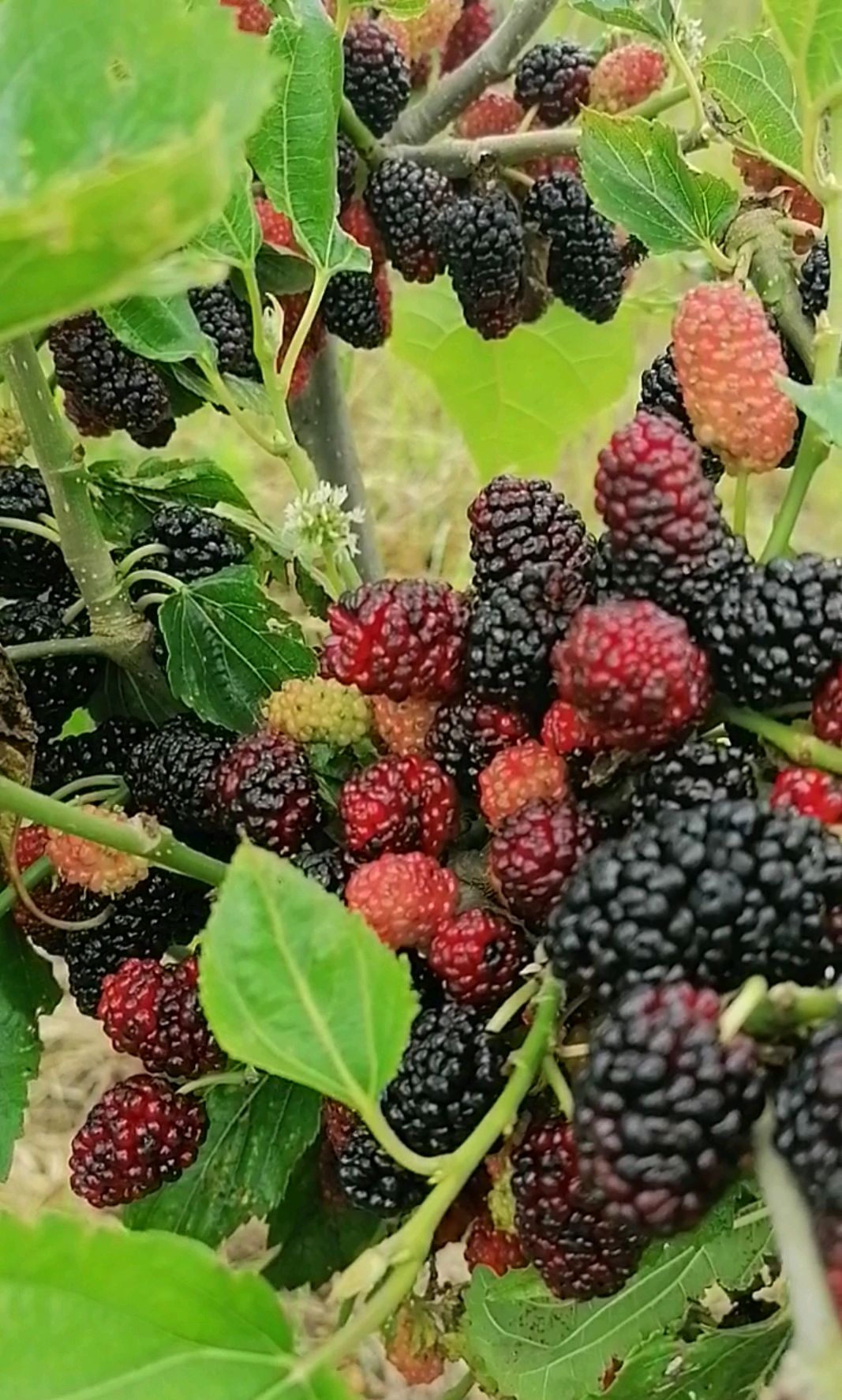 6月中旬我在威海荣成山上摘大桑葚,很喜人,青李如黛的生活vlog