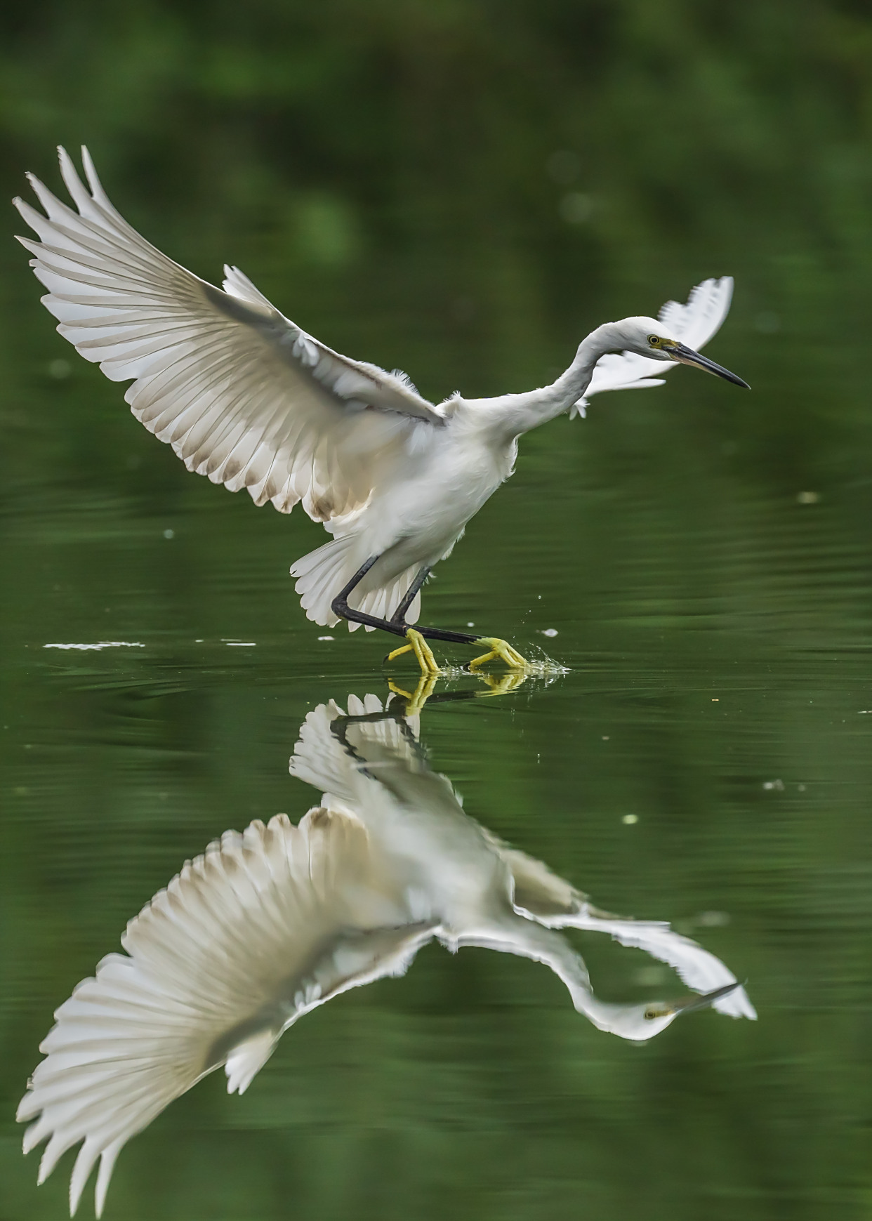 南湖公园鹭鸶掠影
