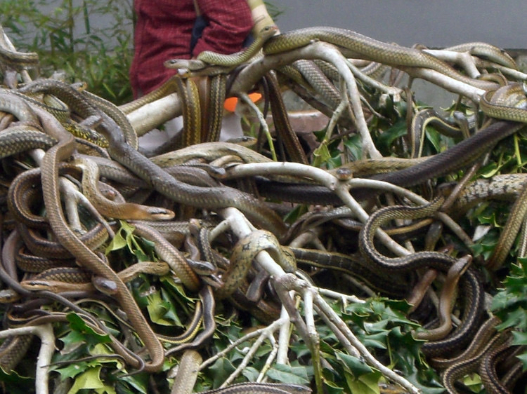 世界禁地排名第二之——巴西蛇岛