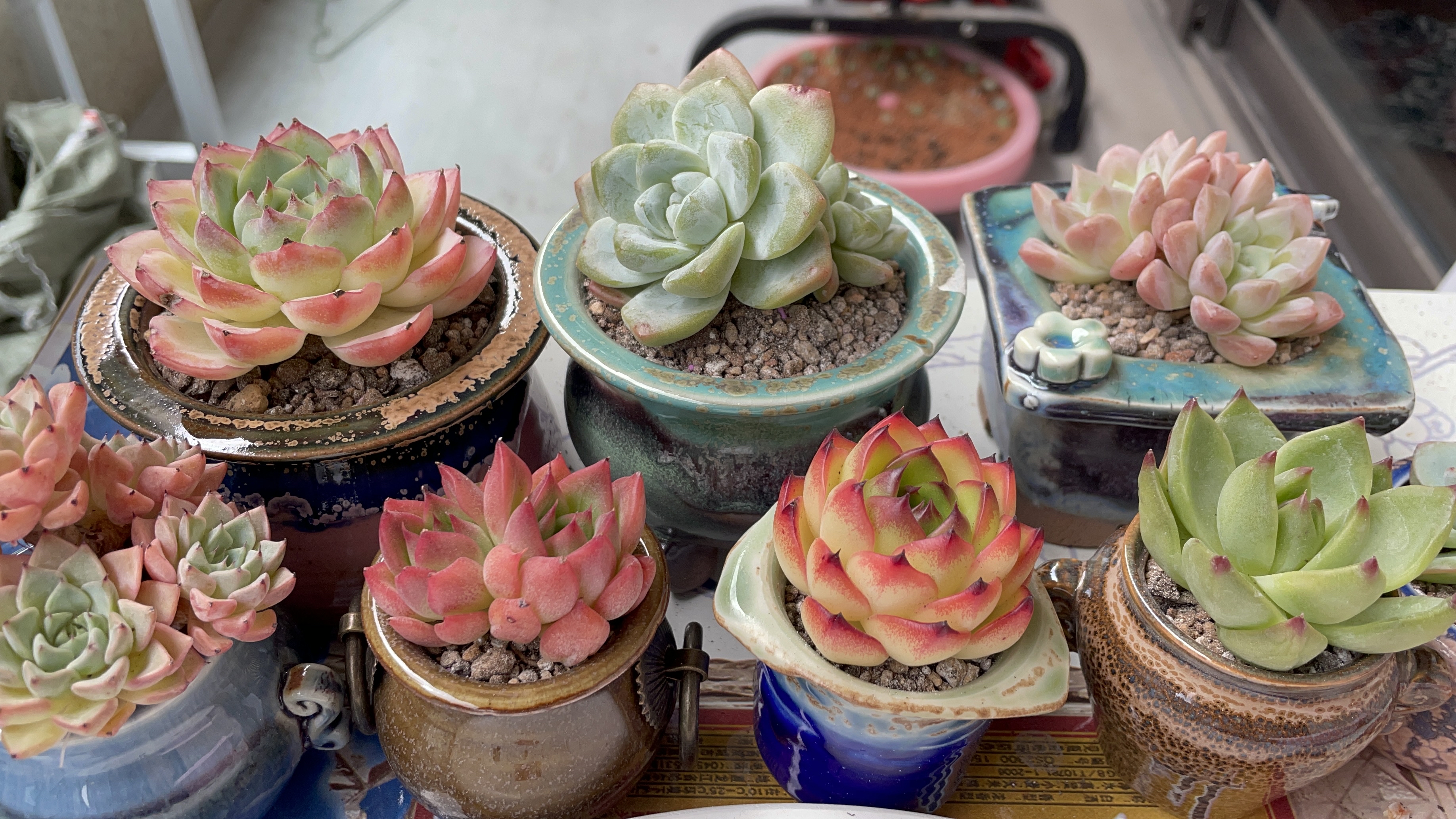 多肉上盆,挑了一些状态超级好的配上精致拇指盆美得让人流口水