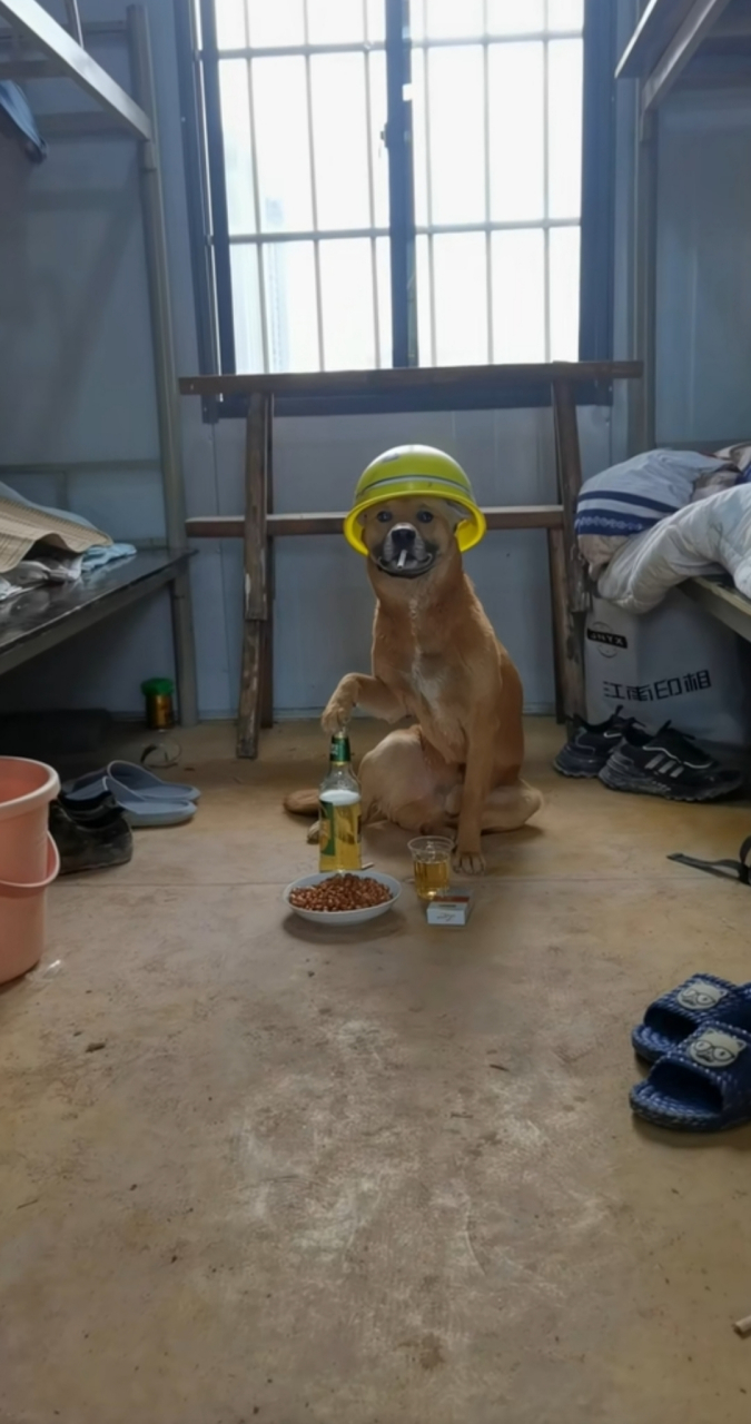 狗:今年工地也不好做啊?