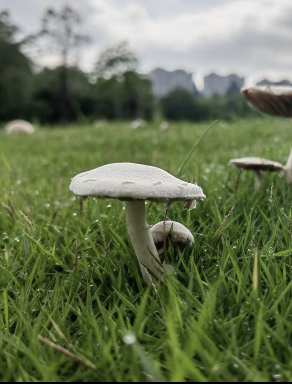 夏日的雨后,空气都是潮湿的,一朵朵可爱的小蘑菇拔地而起,形态各异