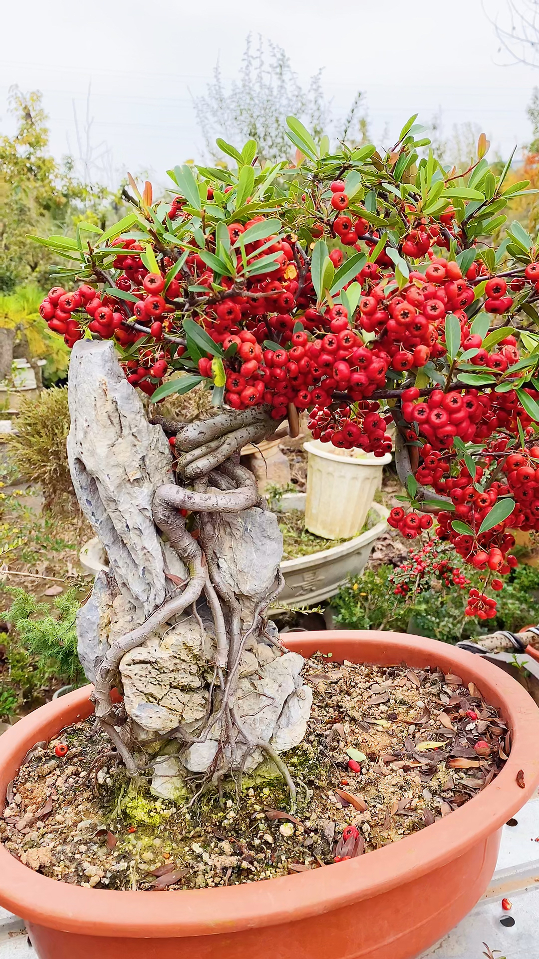 分享一棵附石火棘