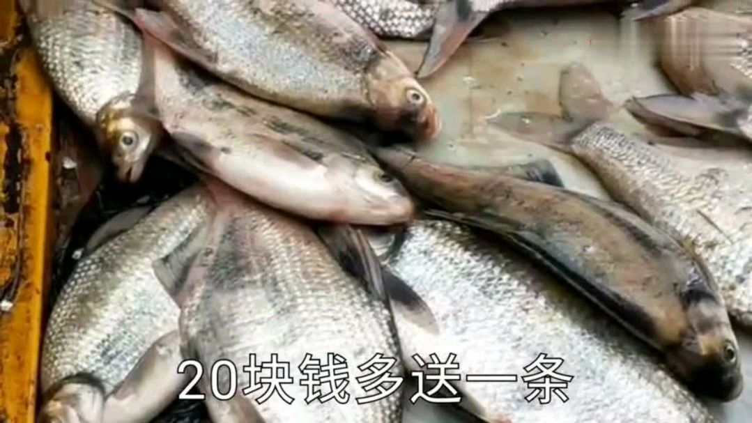 实拍湖北孝感,鳊鱼7块钱1条,10块钱2条,20块5条,大家觉得值吗