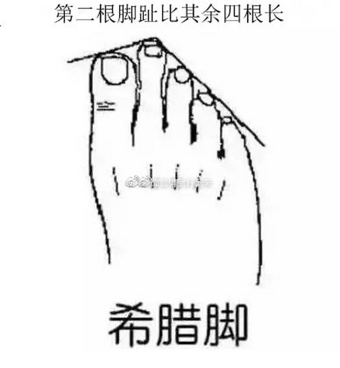 这几种不同脚型,就有几种不同的命   1.