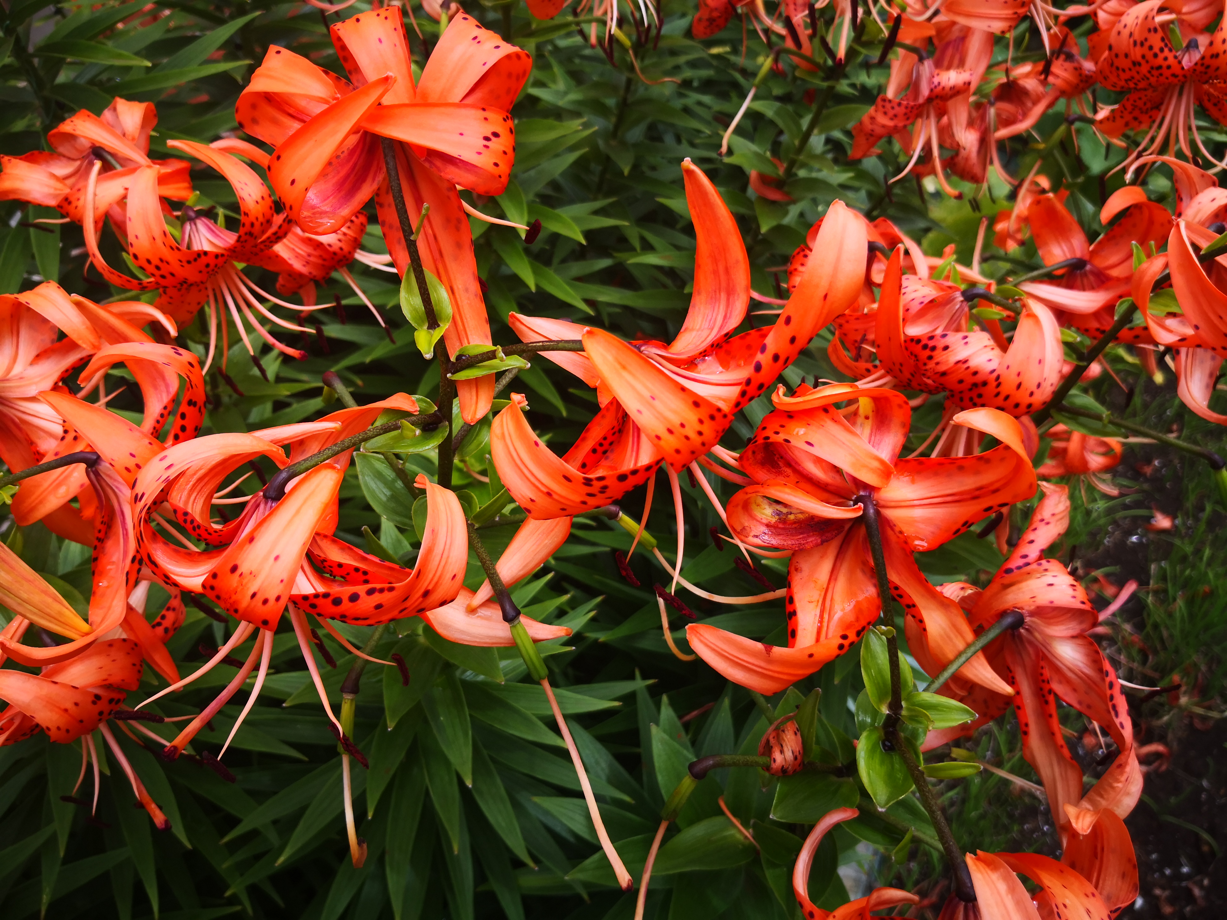 "百合之冠"卷丹百合,风情万种,热烈霸气中带着野性