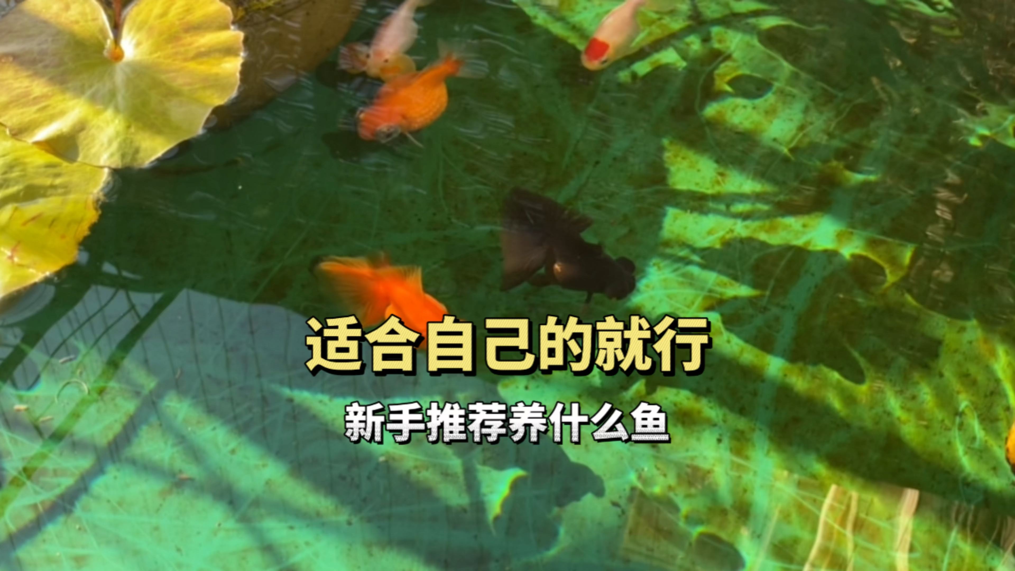 新手推荐养什么品种的鱼?适合自己的就行