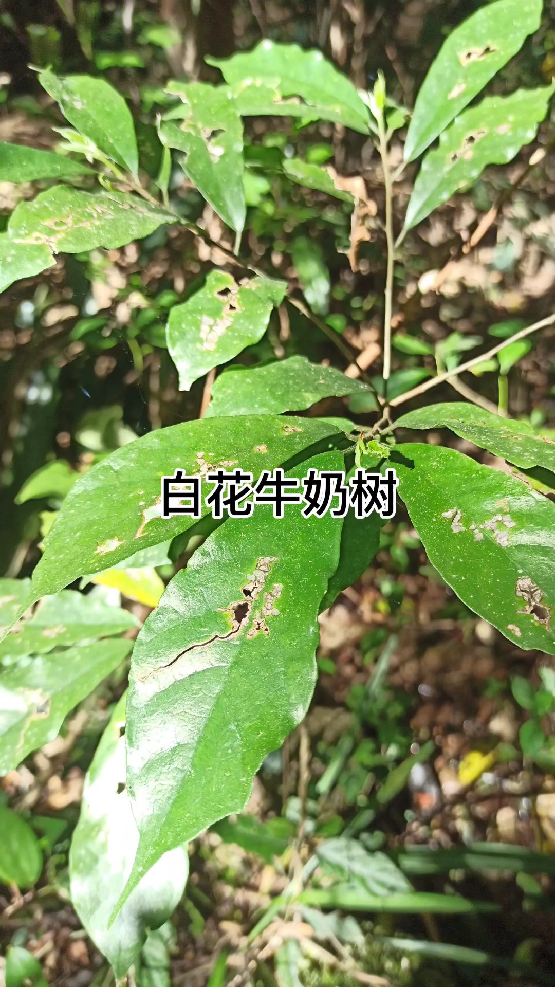 野生白花牛奶树牛奶根白花易种植方法之一插杆