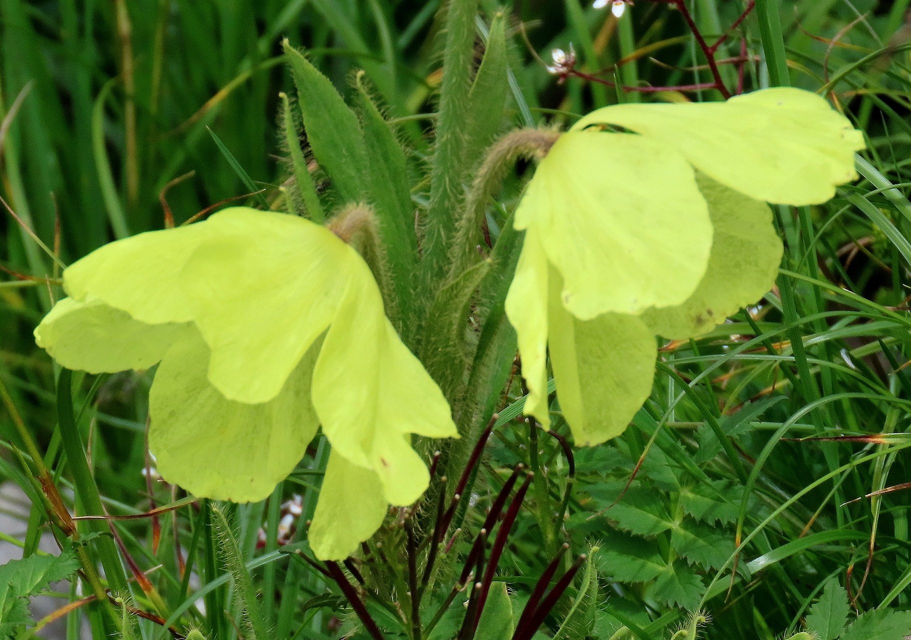 3  全缘叶绿绒蒿  全缘叶绿绒蒿,大约是我去川西之前,唯一能记住的