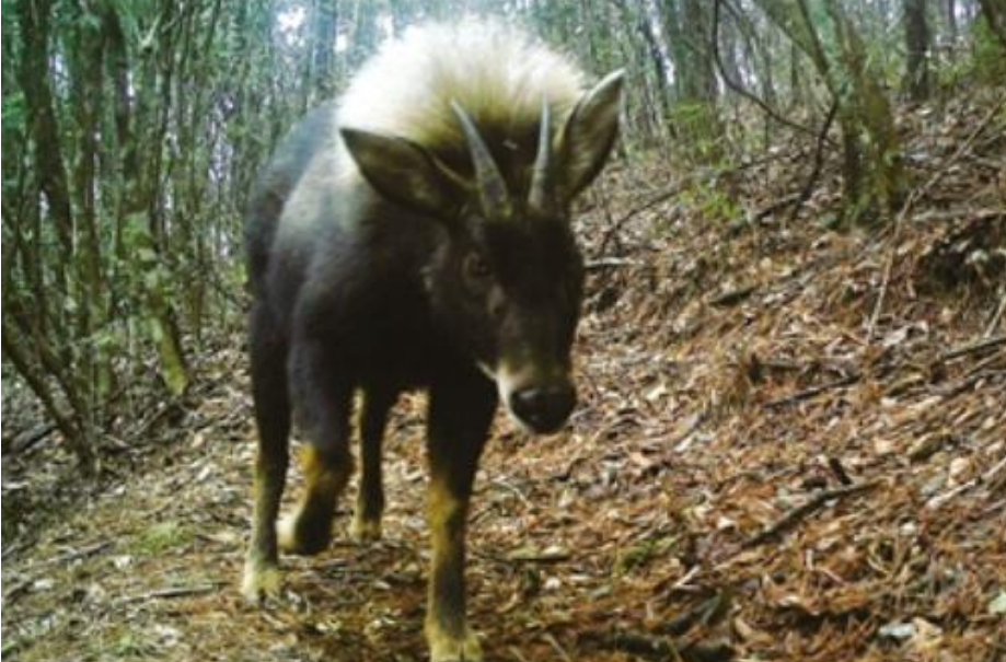 史前生物"驴头狼"再现世,灭绝时长50万年,它的重现预示什么?