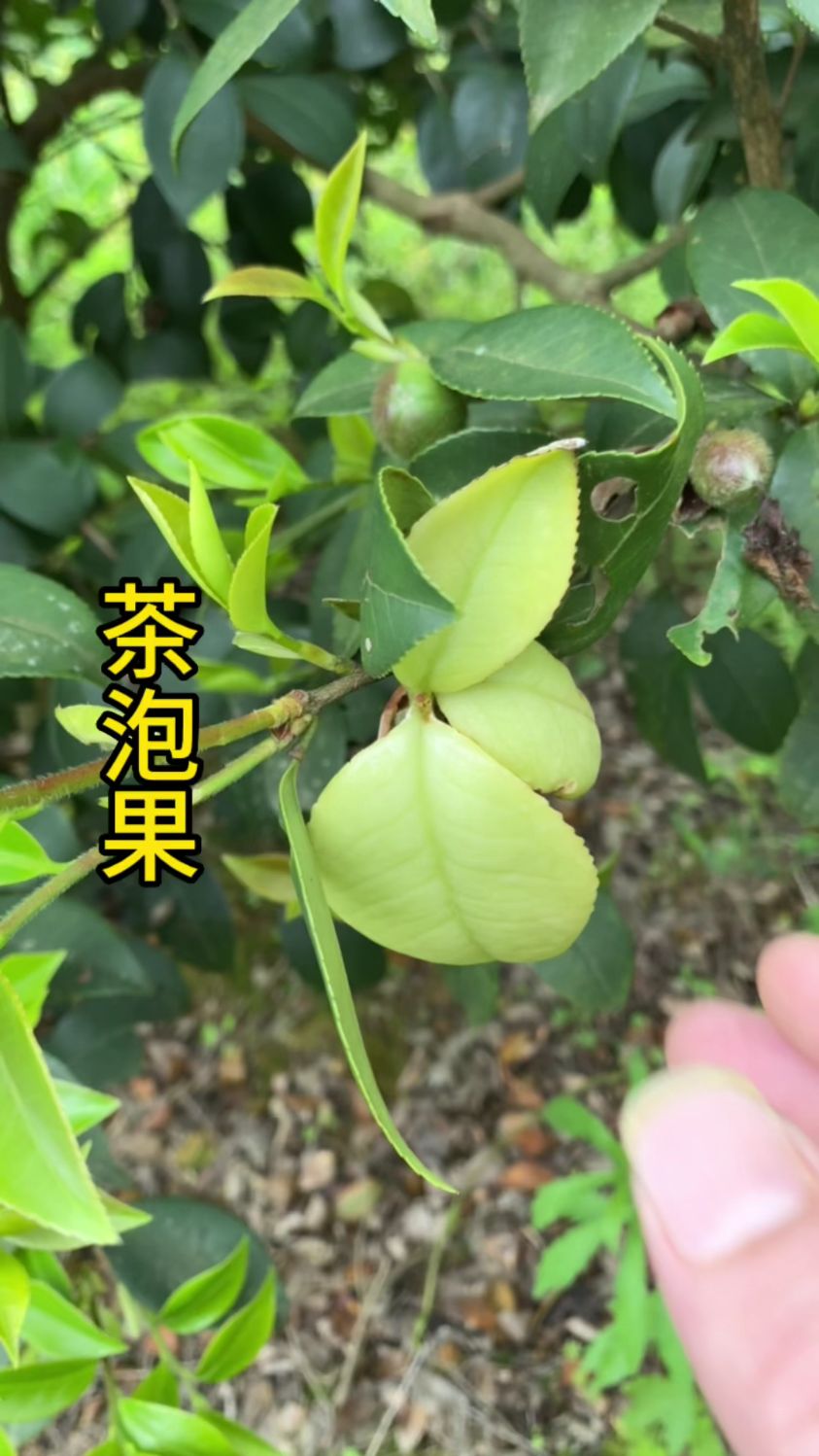 茶泡果你有没有吃过