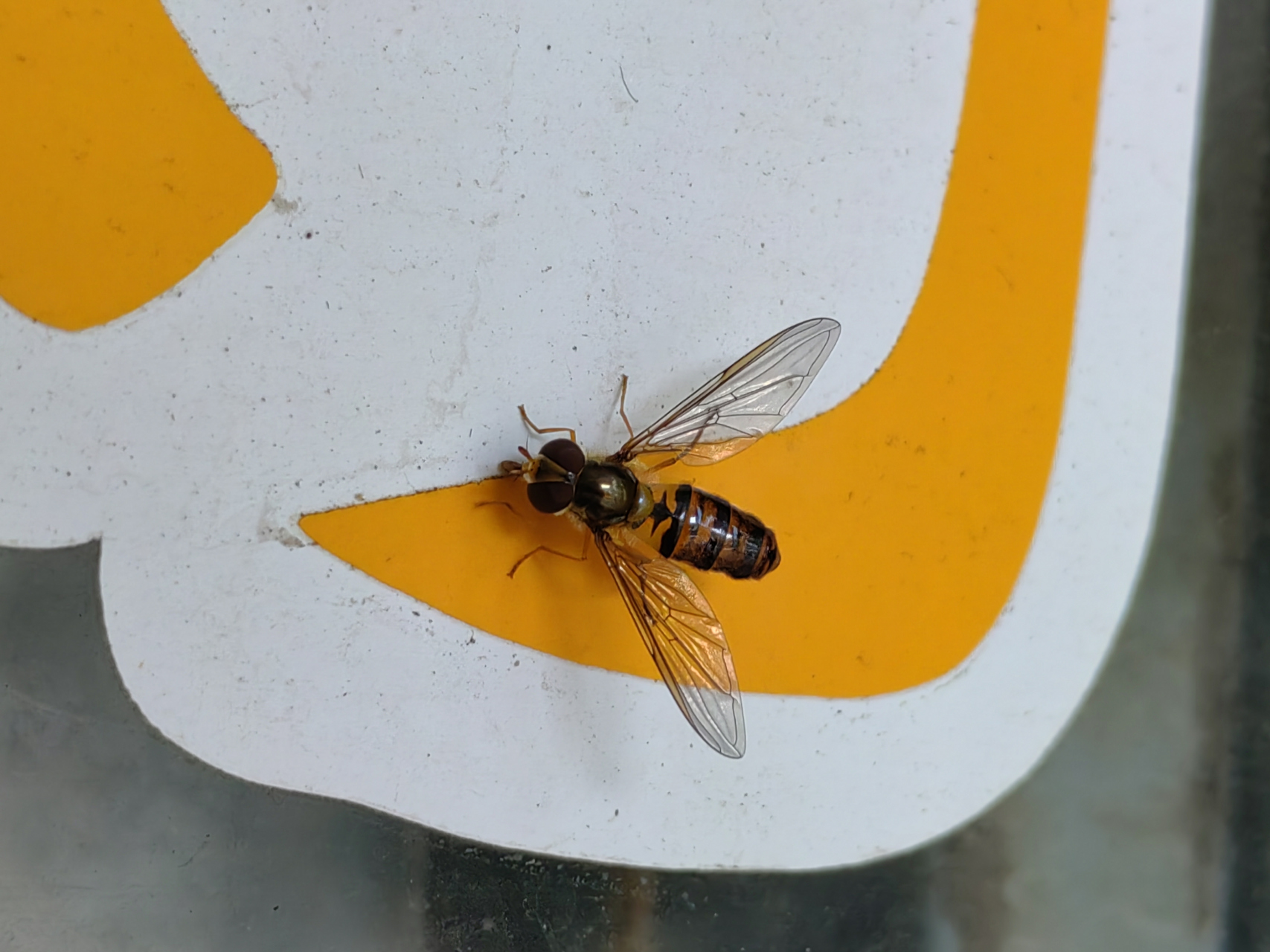 头像蝇身像蜂,这是蝇还是蜂