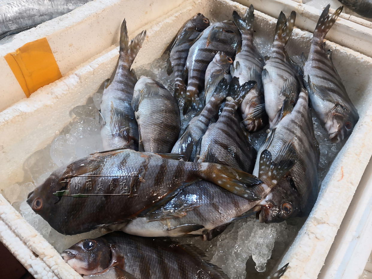 它是海中"斑马",肉紧实细嫩,野生非养殖,渔民:遇到别错过!