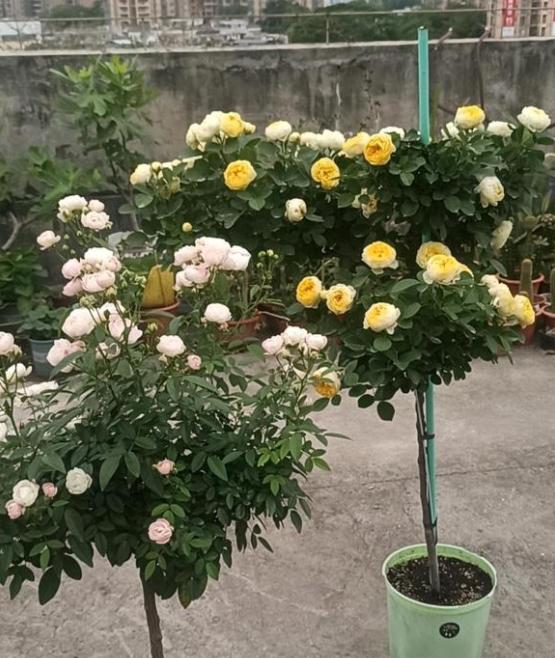 没灭菌灵能活吗?枝条比较老。枝条插入口需要斜口吗?