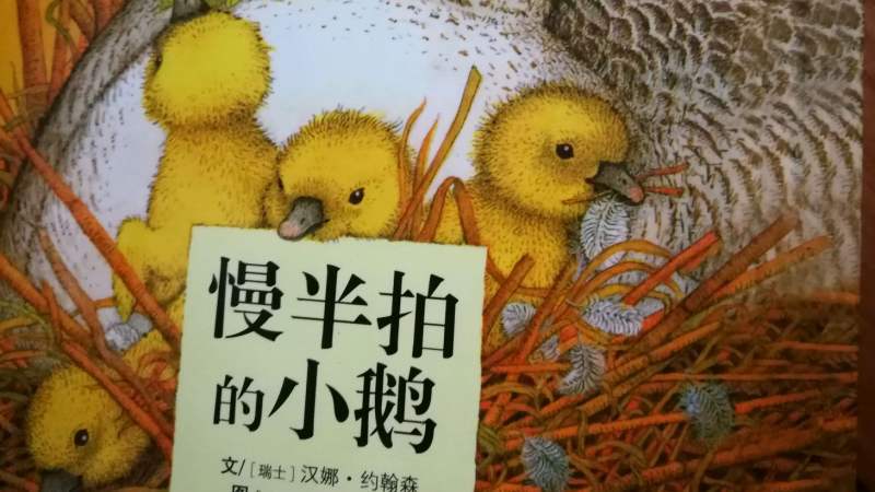最美的星星并非总是最耀眼的分享慢半拍的小鹅