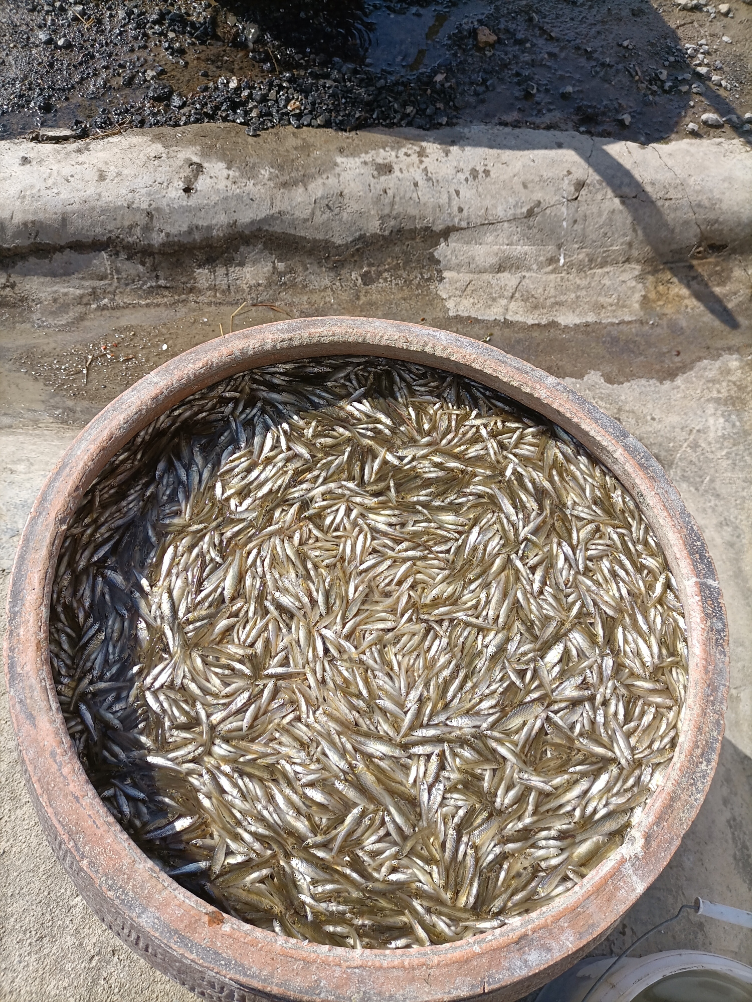 千年鱼,可真多啊