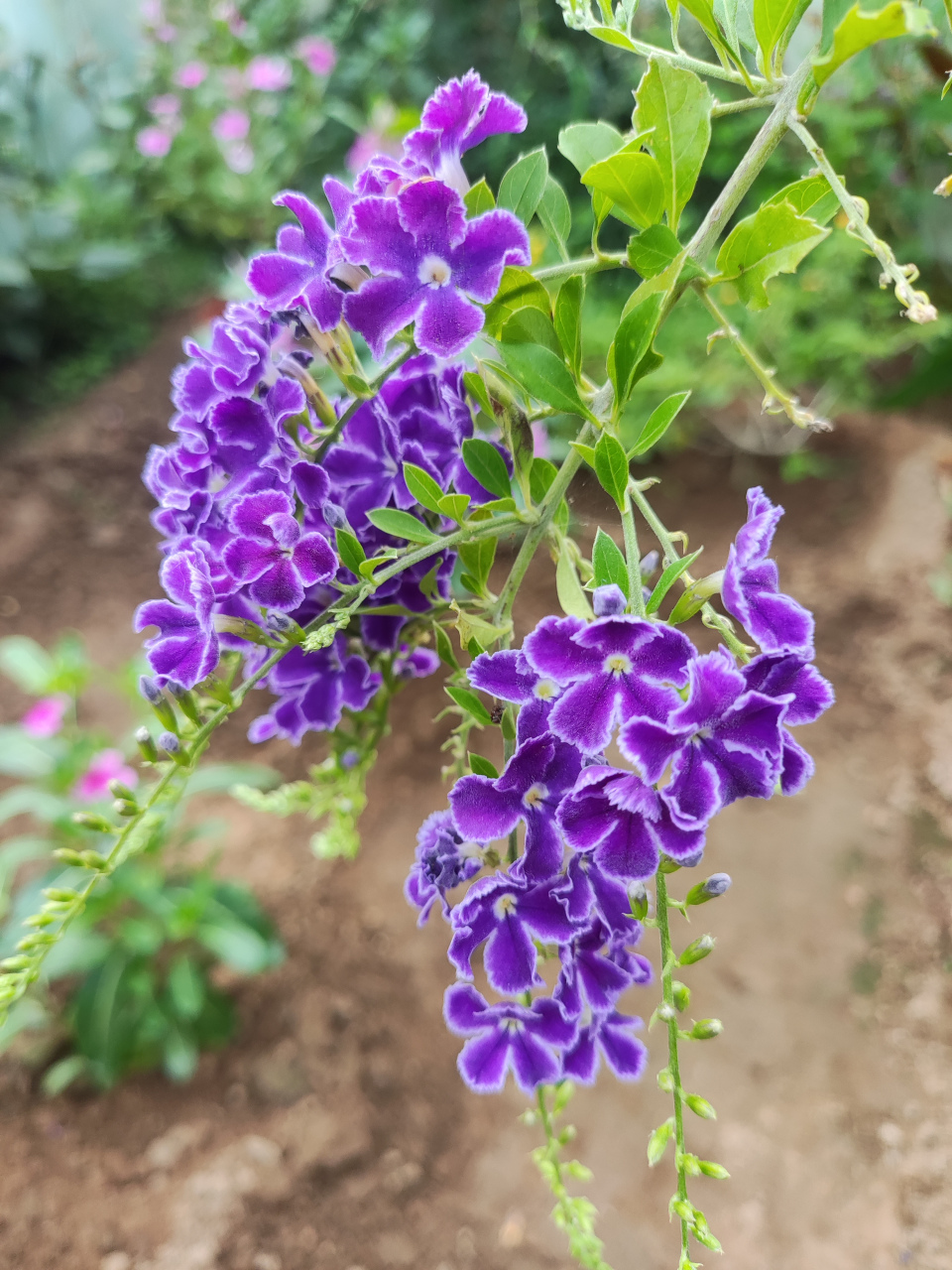 我的花园里蕾丝金露花(巧克力花)盛开了,带着一股浓浓的巧克力香味,真