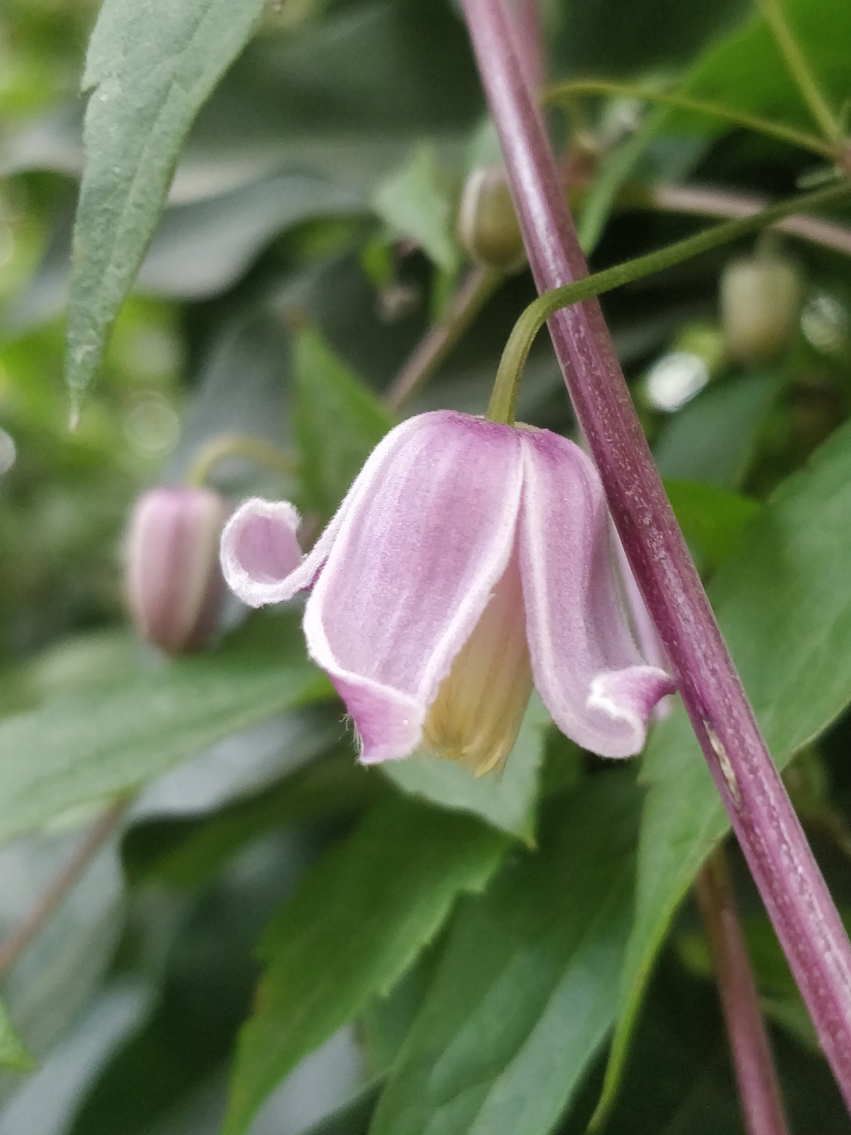 毛蕊鐵線蓮,花苞像彩色