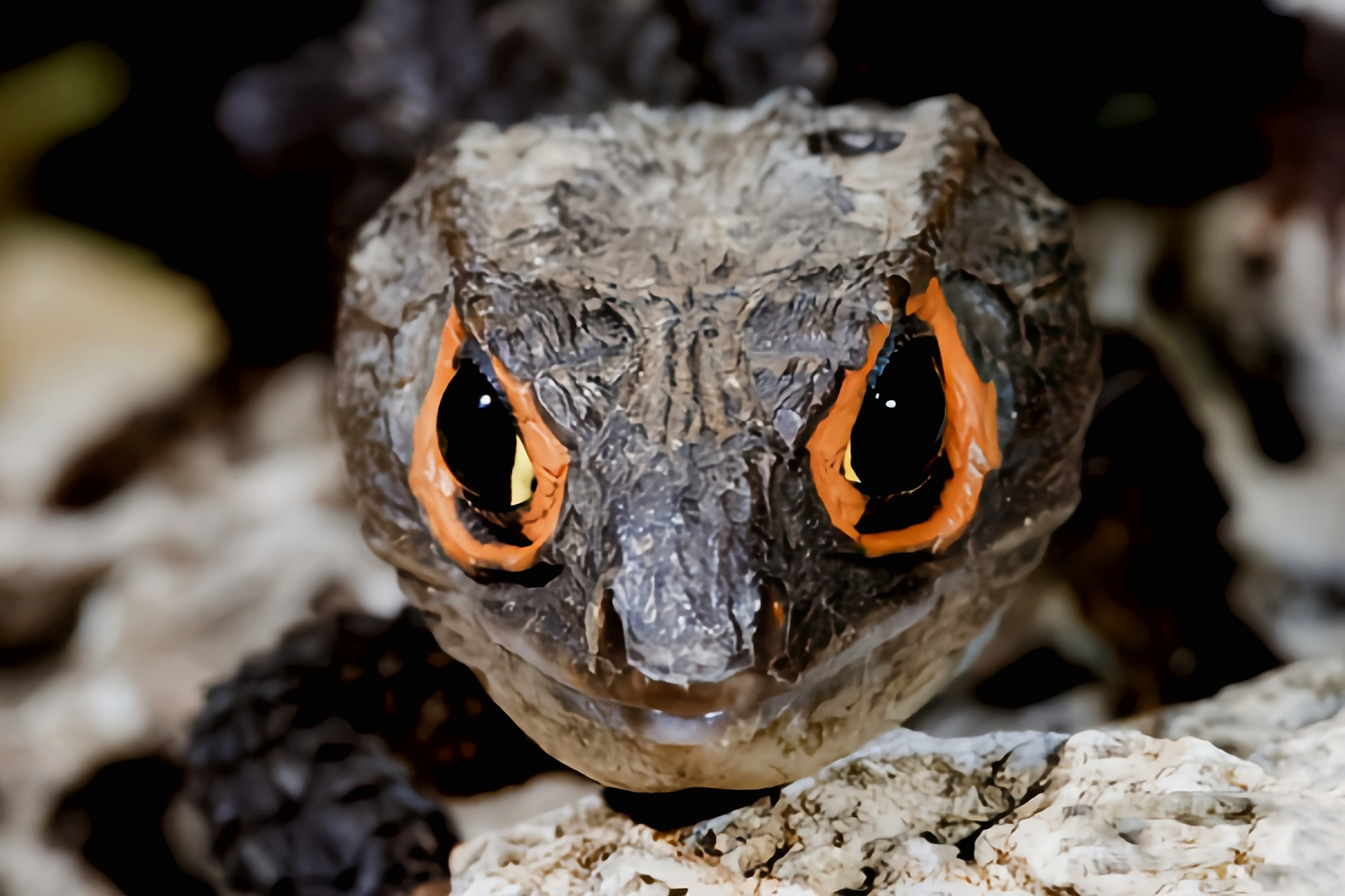 每天认识一种动物——红眼鹰蜥 红眼鹰蜥别名盔甲蜥,细三棱蜥,原产于