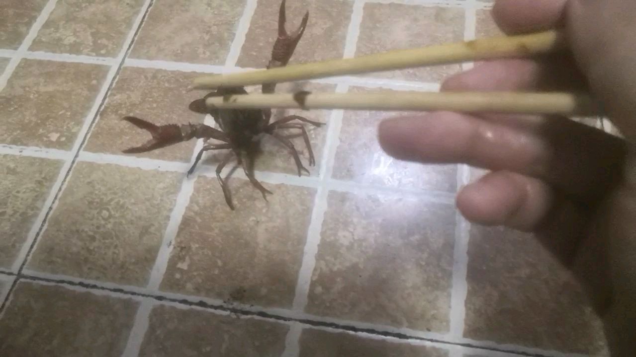 可爱的小龙虾,居然用它的两个钳子示威想打架,差点夹到我的手