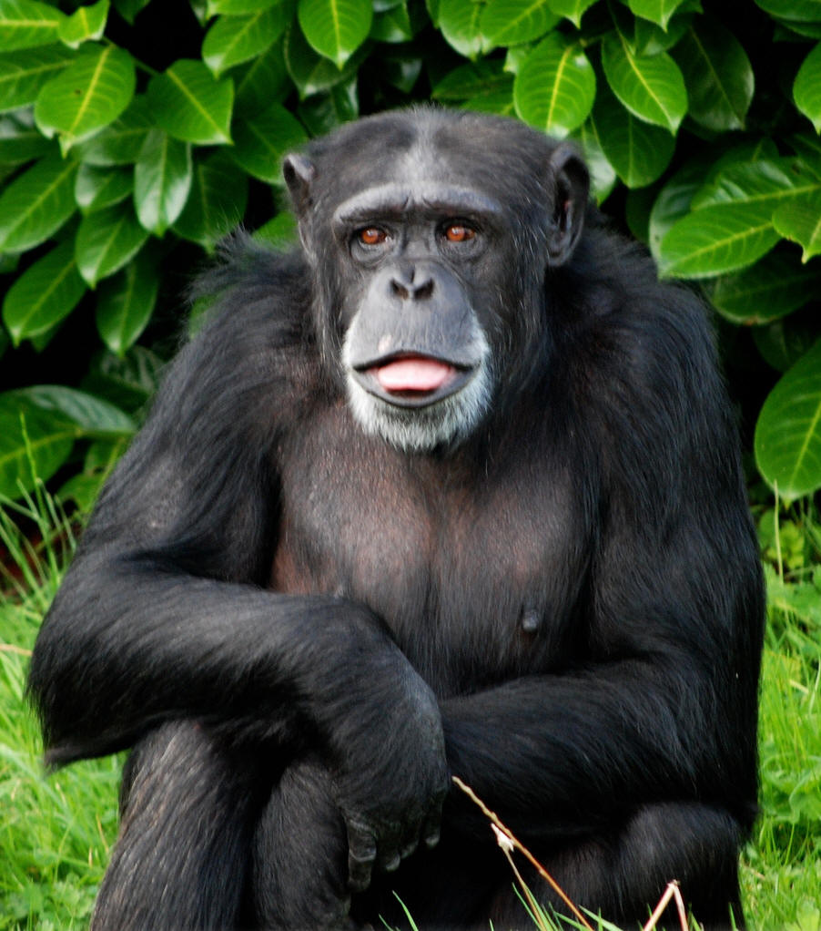 人类的头发为什么是黑色而不是绿色的?