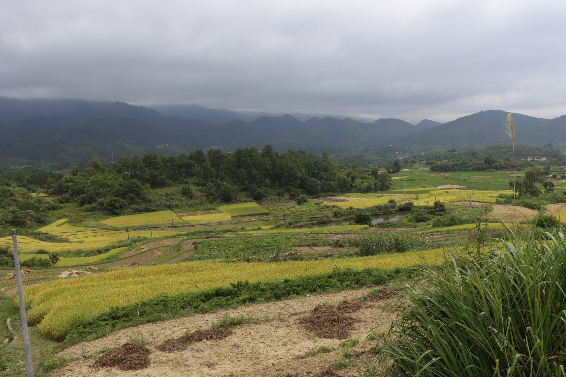 广东也有梯田的