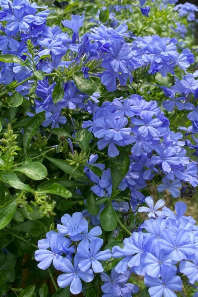 美丽的蓝花丹,清新淡雅,娇滴滴,美不胜收