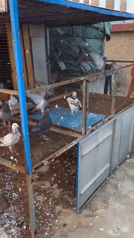 741次播放.2022-09-039农人养鸽小刘2.