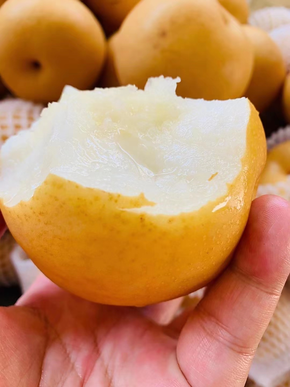 98小秋月圆黄梨,实拍 树上自然熟的款,香甜多汁9090 每天一颗梨