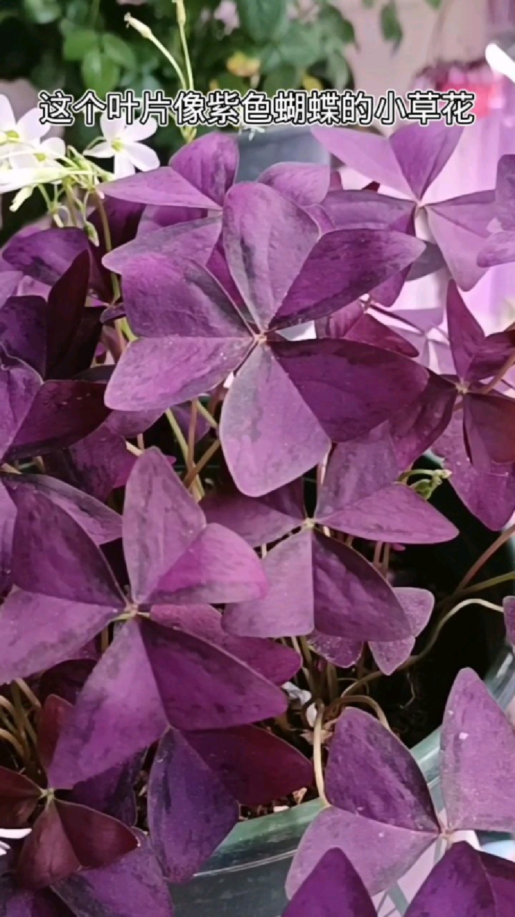 紫叶酢浆草风一吹叶子像紫色的蝴蝶翩翩起舞