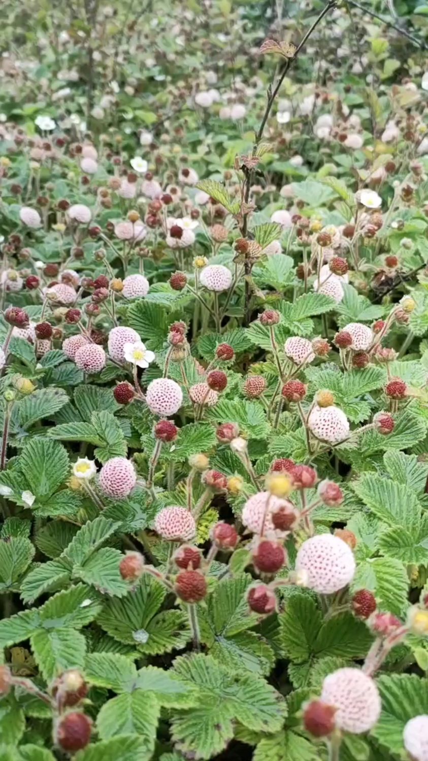 大米泡儿能勾起你的童年回忆吗