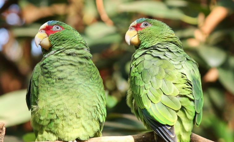 绿色鹦鹉品种