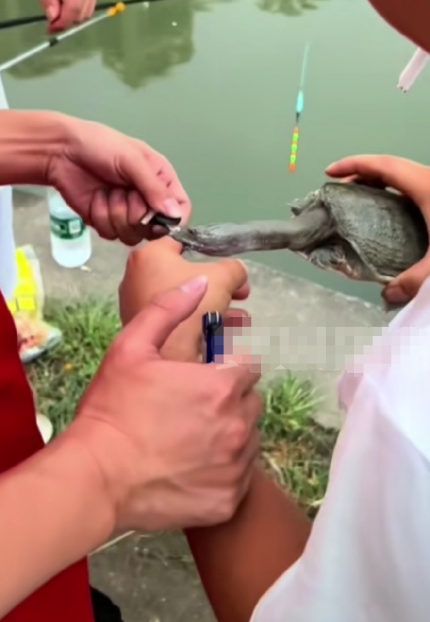 男子钓甲鱼被咬手指,打火机烤脖子都不松口,"蒜了吧!