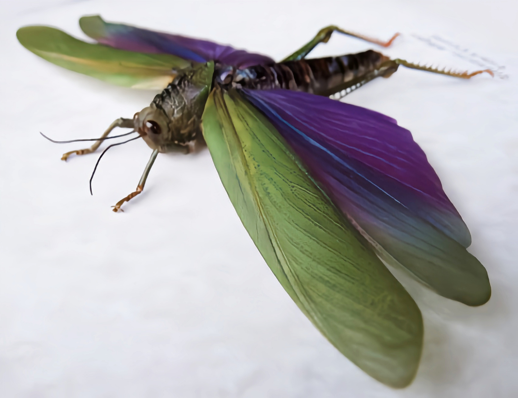 每天认识一种昆虫——蓝翼绿巨蝗 蓝翼绿巨蝗又名白斑足蝗,翅展可达20