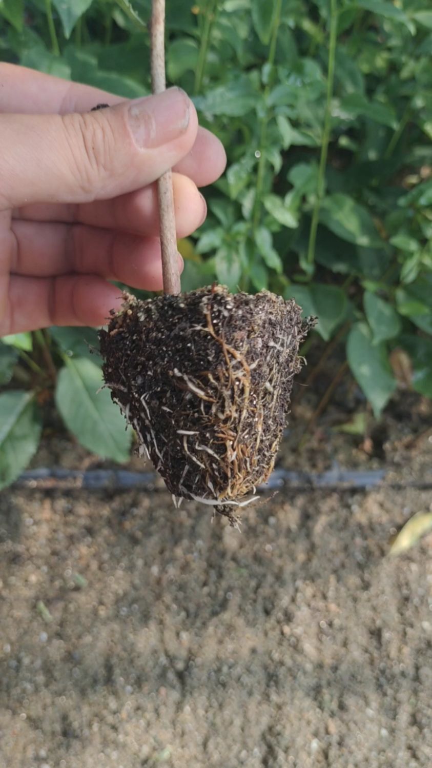 k5砧木穴盘苗!抗寒,抗重茬!嫁接大樱桃优秀砧木品种!-度小视
