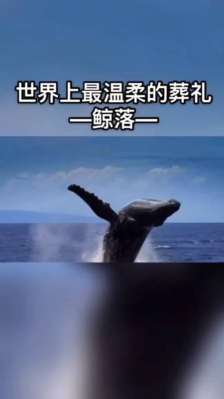 【世界之最】一鲸落,万物生,鲸落是大海最伟大最温柔的葬礼