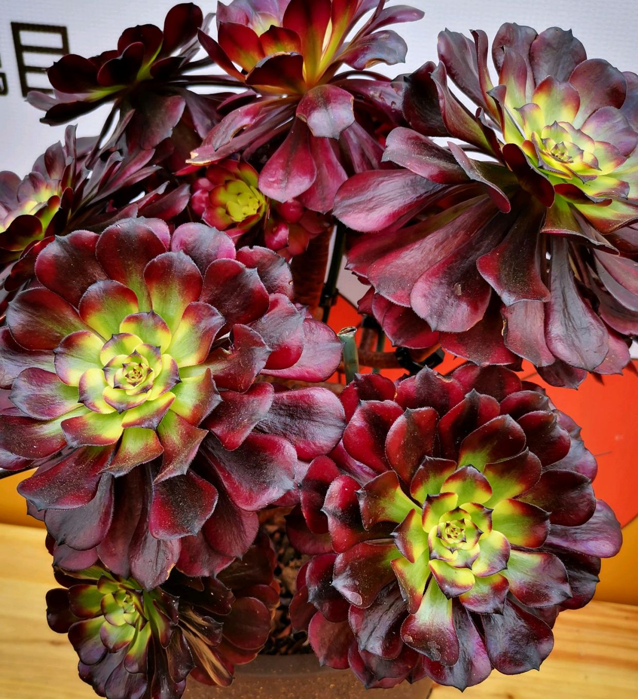 多肉法师中最具有争议性的品种————红覆轮