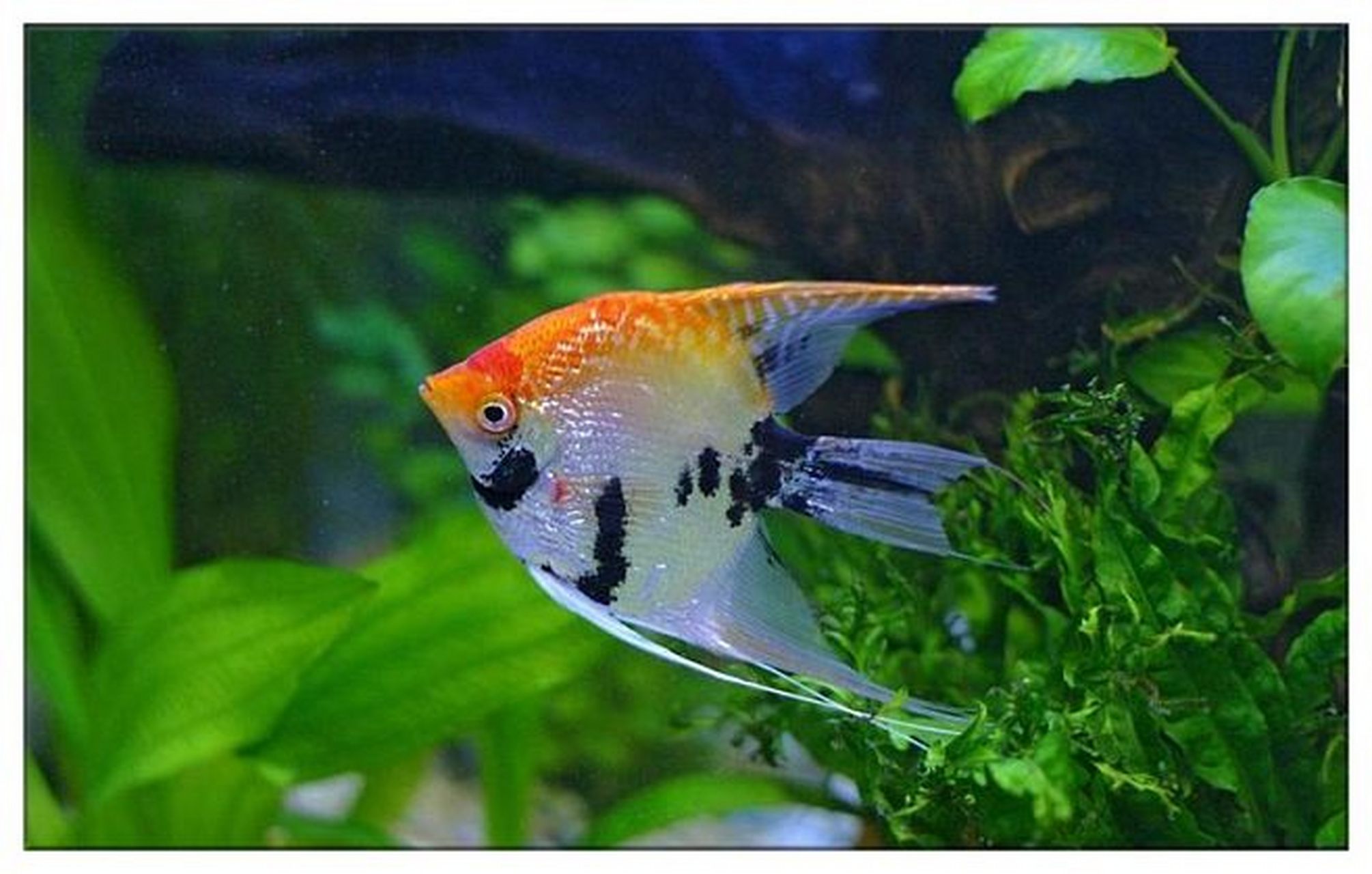 神仙鱼,(学名:pterophyllum scalare)又名燕鱼,天使鱼,小神仙鱼,小鳍