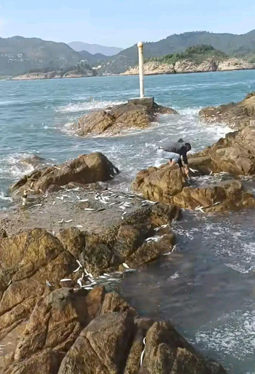 好多鱼,住海边的人吃鱼应该都是自己来捡的!