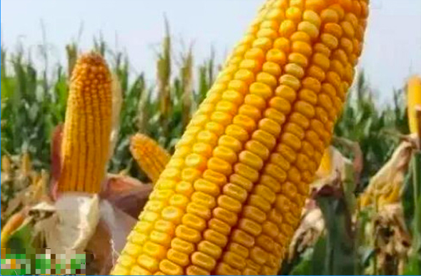 登海710玉米品种简介