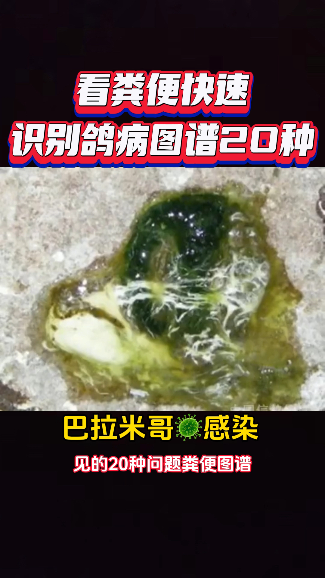 看粪便快速识别鸽病图谱20种