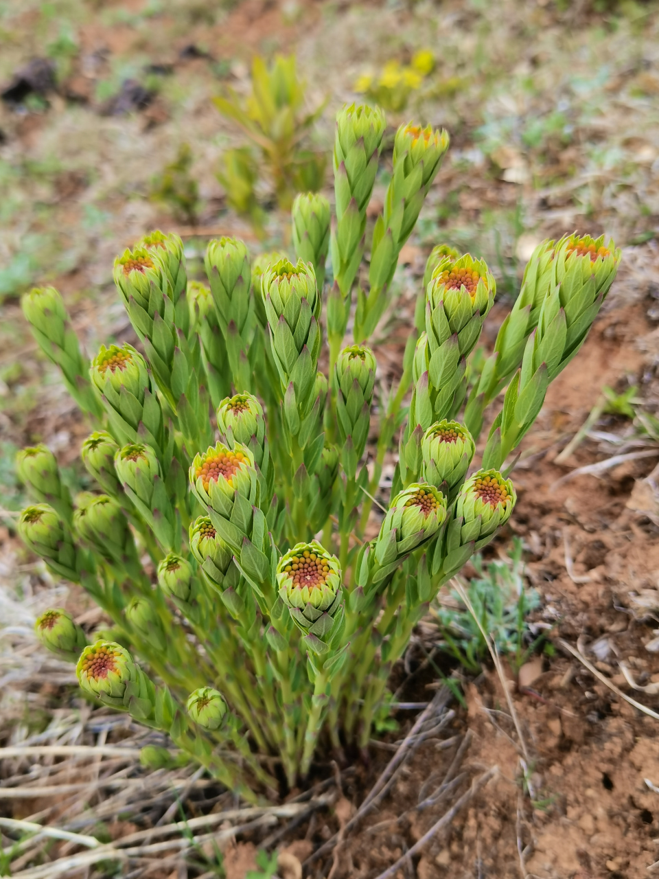 狼毒,是瑞香科狼毒属多年生草本植物.