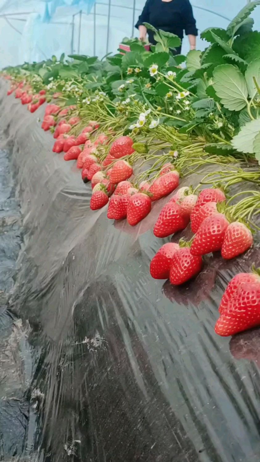 亩产万斤的天仙醉草莓苗