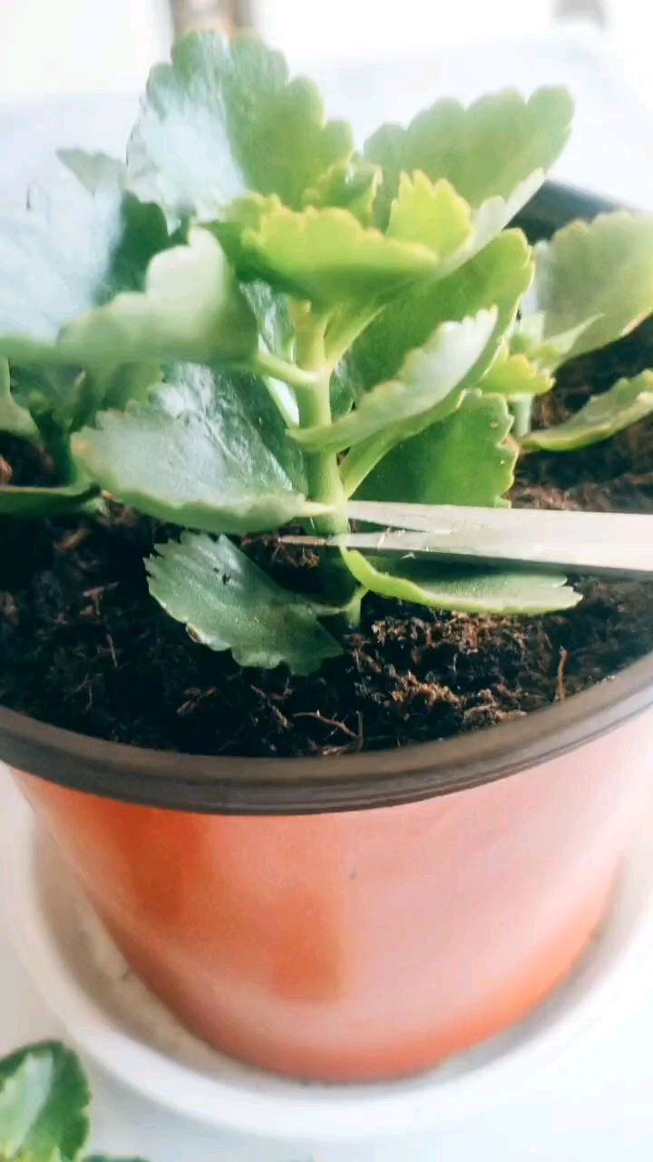 长寿花怎么掐尖打顶?