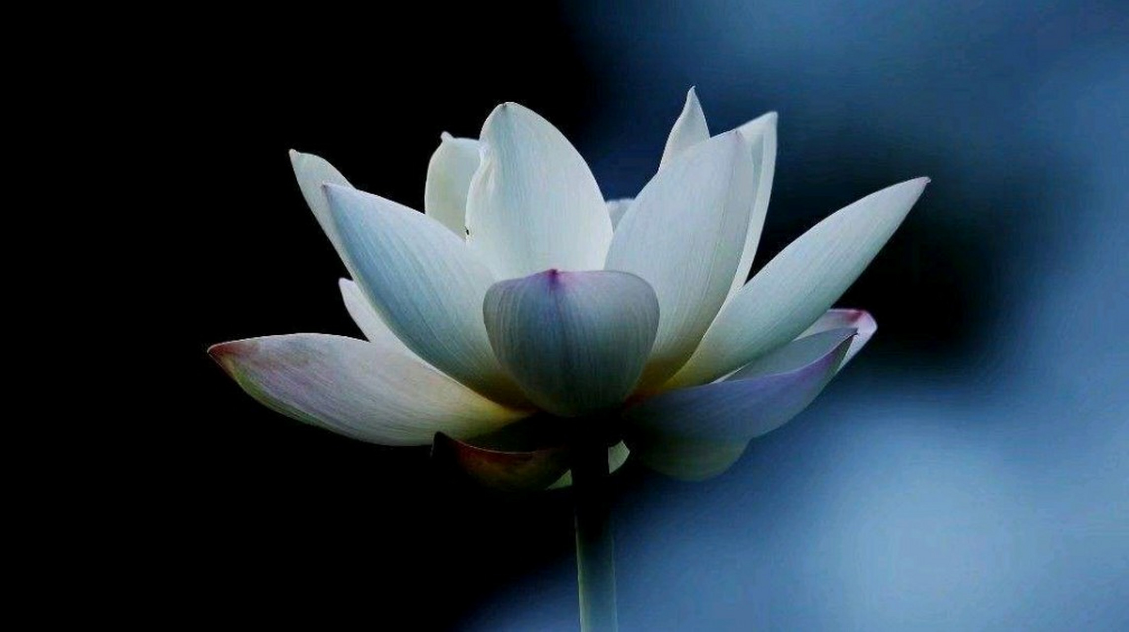 如果天地众生是光明的,是正念,正心,正觉的生命,世