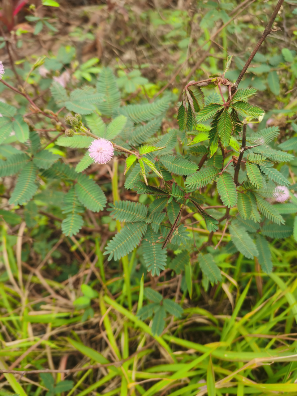 形似含羞草的植物图片