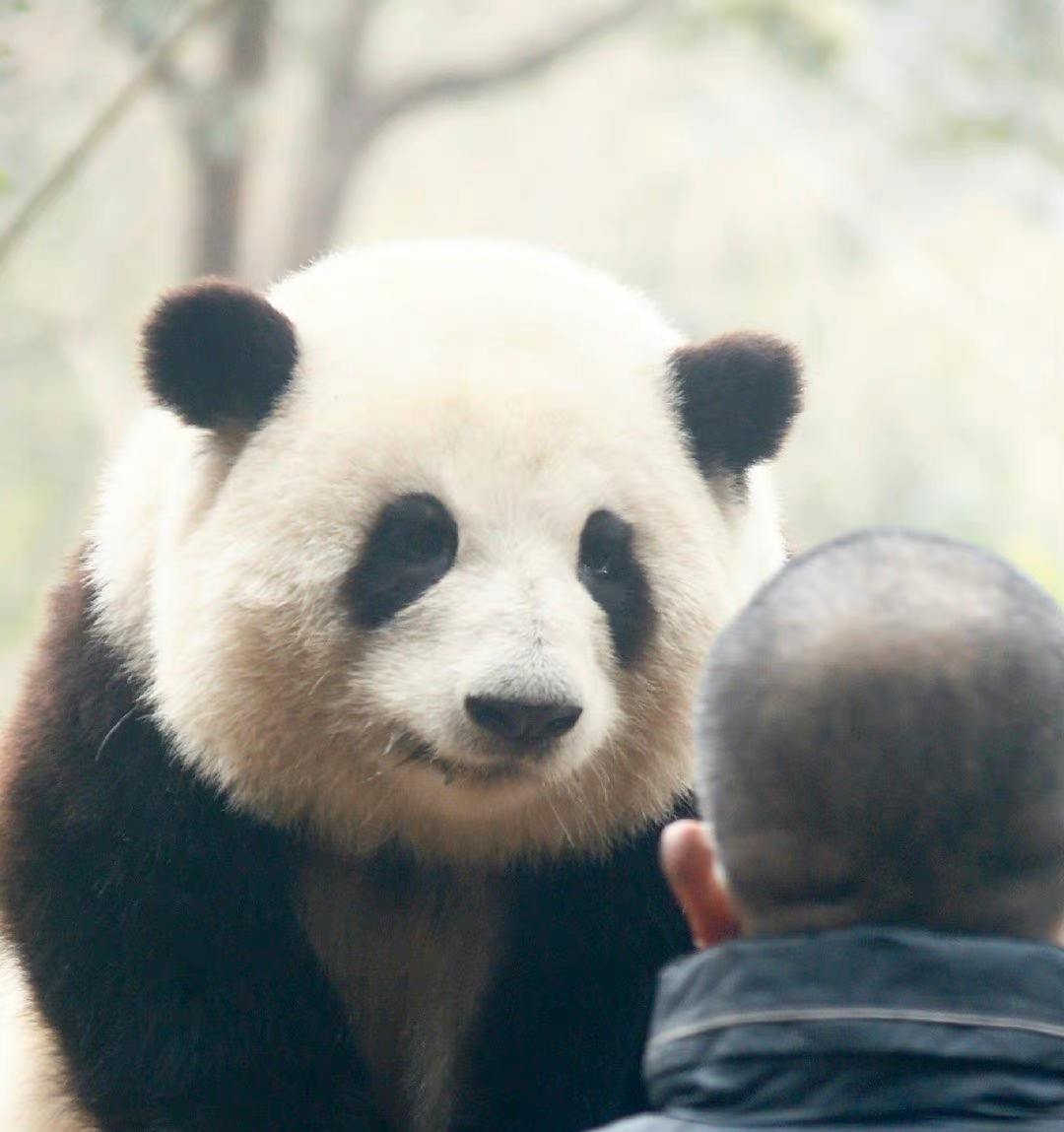 熊猫和花颜值太高魅力挡不住,q萌表情惹人爱