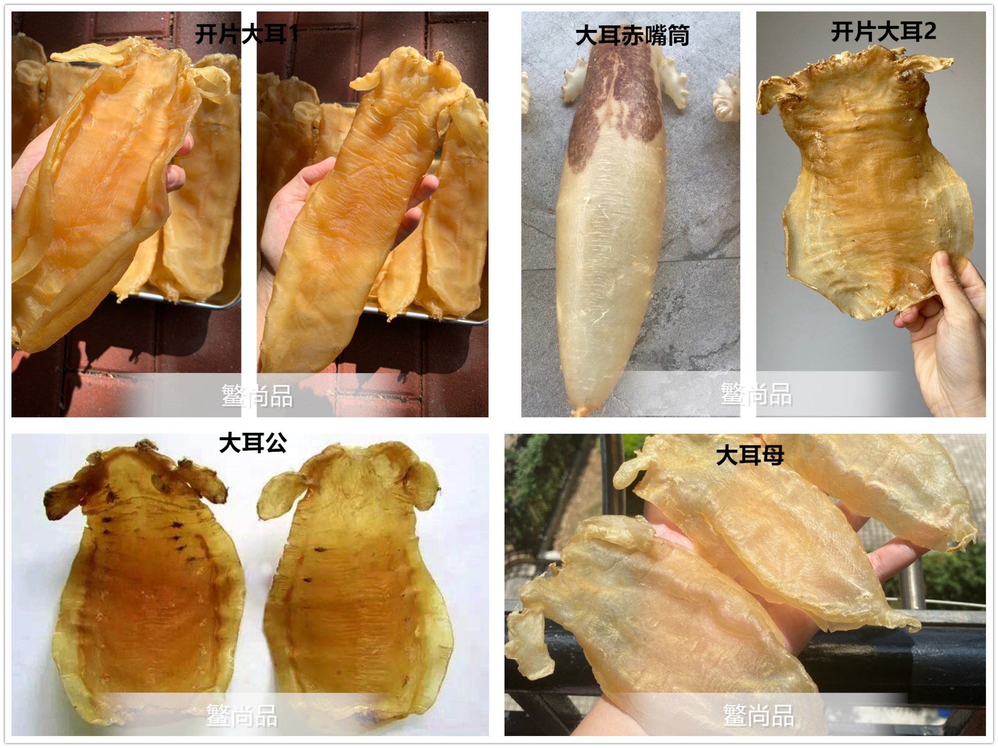 你知道什麼是赤嘴鰵魚膠嗎?鰵尚品詳解如何分辨各種赤嘴鰵魚膠