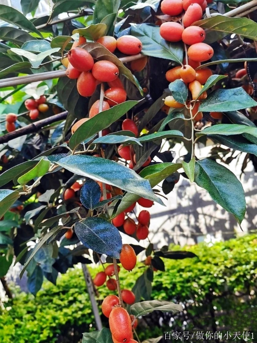 羊奶奶 baijiahao.baidu.com