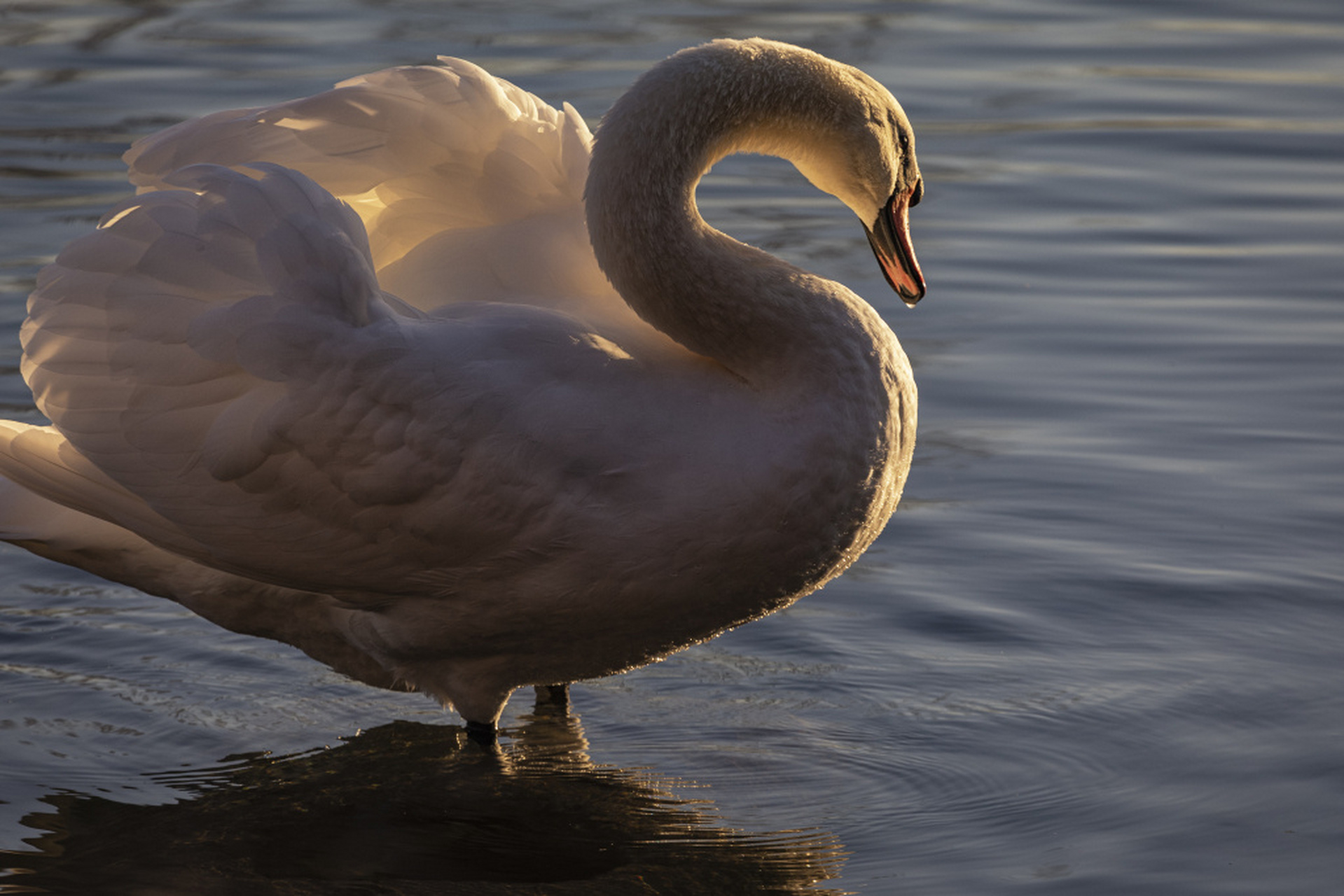 新疆伊犁,天鹅张开翅膀,在水中游弋觅食.